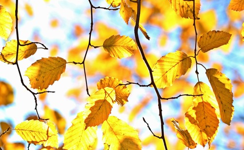 autumn-1042346_1920.jpg