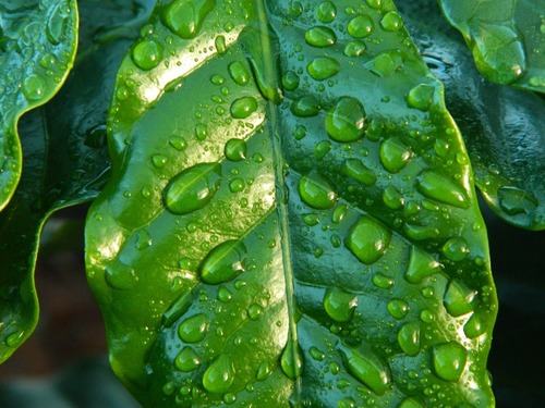 leaf-654121_1920.jpg